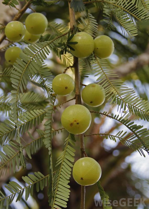什么是Amla洗发水(Amla Shampoo)？图2