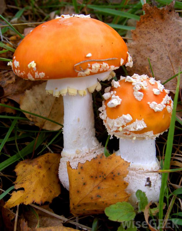 抗真菌和抗真菌有什么区别(Difference Between Antifungal and Anti-Fungicidal)？