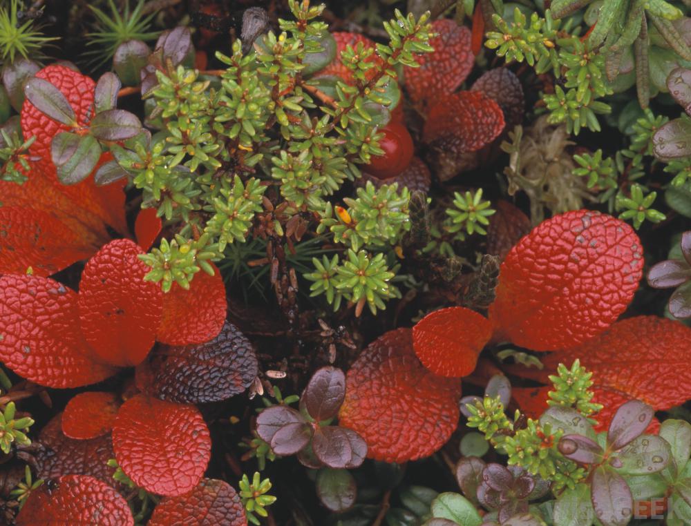 什么是熊莓提取物(Bearberry Extract)？图1