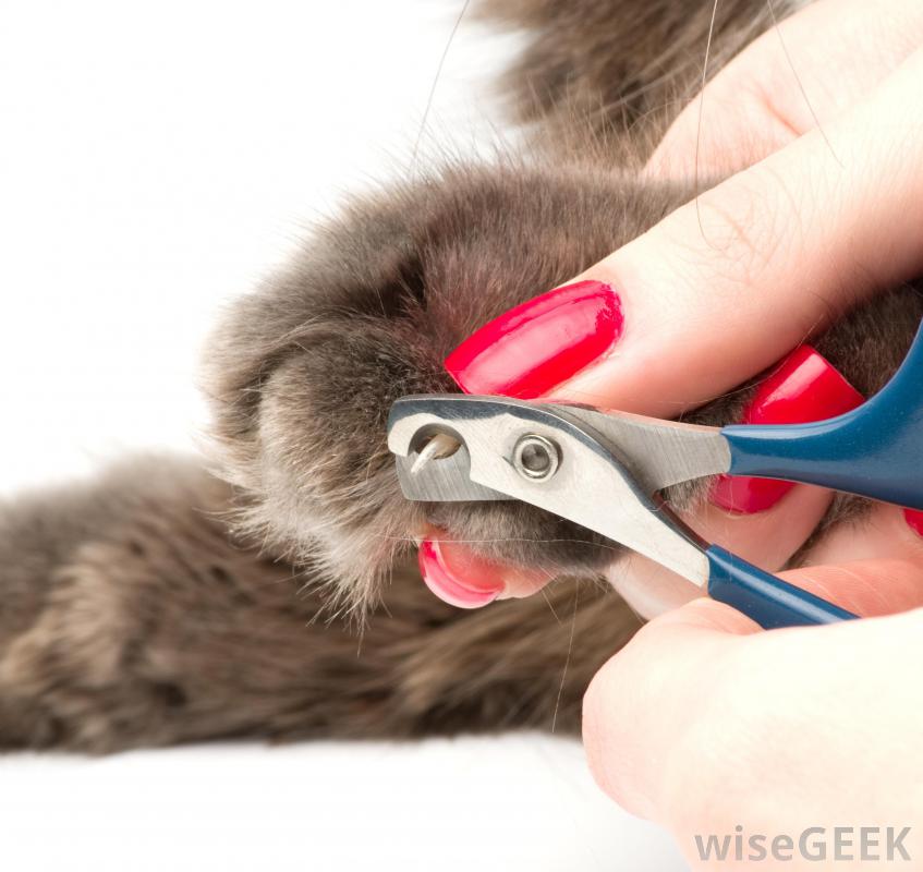 有哪些不同类型的指甲剪(Different Types of Toenail Clippers)？图1